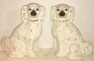 Large Vintage Staffordshire Gold Luster Spaniel Dogs Exceptional