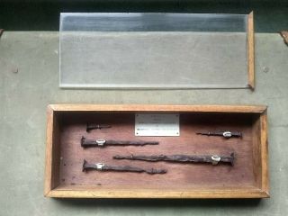 5 X Iron Nails From Roman Legionary Fortress At Inchtuthil In Wooden Display Box