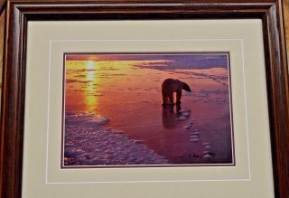 Thomas Mangelsen Lone Male Bear On Ice Signed Numbered Color Photograph Rare