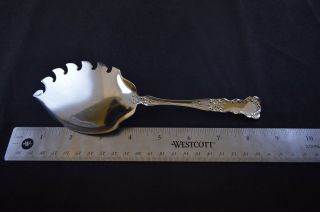 Gorham Buttercup Sterling Silver Macaroni Server w/ Old Mark - 8 - 1/2 