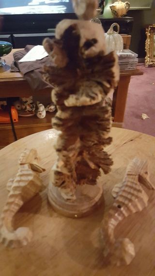 Vintage Cayman island Hand Carved wood Seahorse Sculpture 6