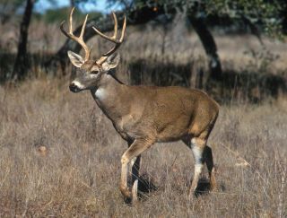 2019 - 2020 Iowa Non - Resident Deer Tag