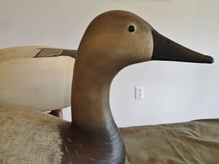 2000 Delaware River High Head Canvasback decoy pair by Bob White Tullytown,  PA 2
