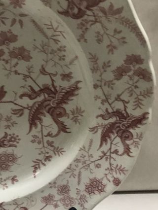 Antique Rare Staffordshire RED Transferware Plate Dragon  5