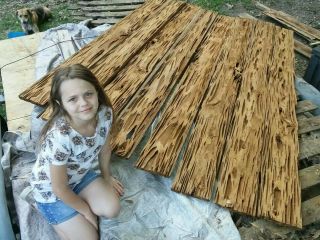 Ultra Rare Louisiana Old Growth Dry Pecky Cypress Swamp Reclaimed Wood Usa Made