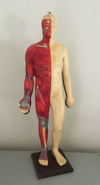 Large Vtg French Anatomical Human Model,  29 " Tall,  W Skin,  Skeleton And Organs
