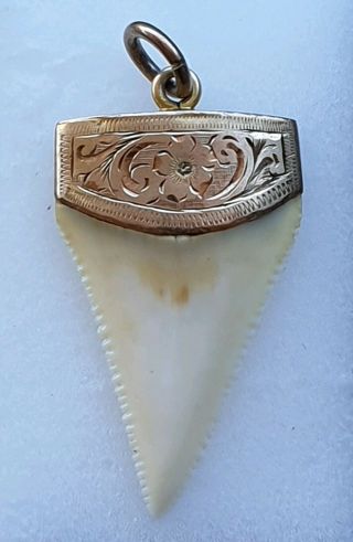 Victorian Antique 15ct Gold Mounted Great White Sharks Tooth Pendant