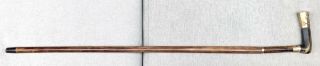 Vintage Antique Engraved Gold Filled Horn Handle Horn Tip Walking Stick Cane Old 10