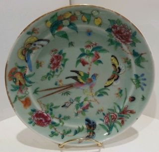 Chinese Celadon Porcelain Plate Famille Rose Enamels Butterflies Birds 7 1/2 ".