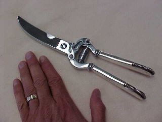 1918 Beaded By Georg Jensen 10 " Sterling Silver Handled Poultry Shears