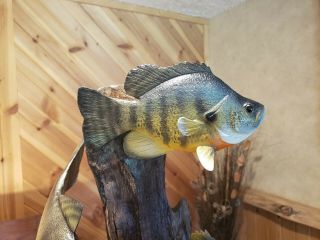 Walleye,  perch,  bluegill wood carving fish taxidermy cabin decor Casey Edwards 7