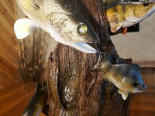 Walleye,  perch,  bluegill wood carving fish taxidermy cabin decor Casey Edwards 9