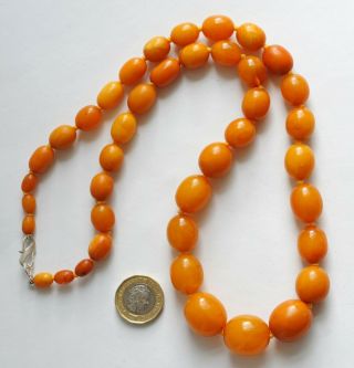 Vintage Egg Yolk Baltic Amber Graduated Necklace - 65.  07g 69.  7cm