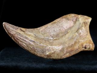 RARE XXXL 7.  3 IN SPINOSAURUS CLAW 100 MILLION YRS AGO CRETACEOUS DINOSAUR 10