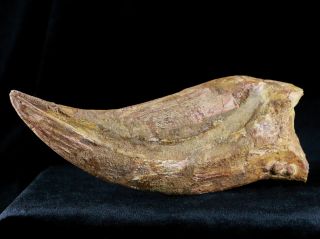 RARE XXXL 7.  3 IN SPINOSAURUS CLAW 100 MILLION YRS AGO CRETACEOUS DINOSAUR 11