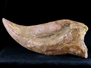 RARE XXXL 7.  3 IN SPINOSAURUS CLAW 100 MILLION YRS AGO CRETACEOUS DINOSAUR 12