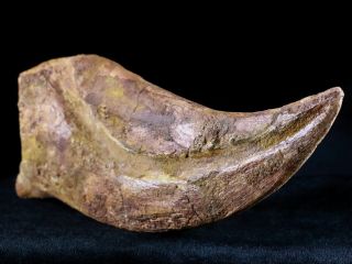 RARE XXXL 7.  3 IN SPINOSAURUS CLAW 100 MILLION YRS AGO CRETACEOUS DINOSAUR 4