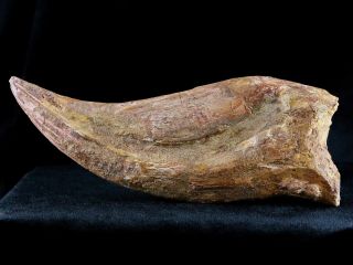 RARE XXXL 7.  3 IN SPINOSAURUS CLAW 100 MILLION YRS AGO CRETACEOUS DINOSAUR 5