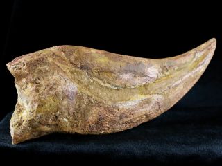 RARE XXXL 7.  3 IN SPINOSAURUS CLAW 100 MILLION YRS AGO CRETACEOUS DINOSAUR 7