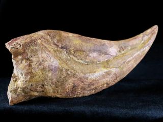 RARE XXXL 7.  3 IN SPINOSAURUS CLAW 100 MILLION YRS AGO CRETACEOUS DINOSAUR 8