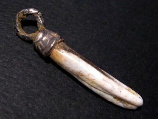 Extremely Rare Roman Period Animal Tooth Amulet Set In Silver Case Loop,