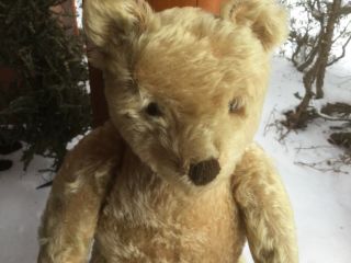 Vintage German Steiff 16” teddy bear blond/beige mohair Silver button 1950’s 2