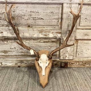 Large Mounted Moose Antler Wall Hanging,  Vintage Rustic Wall Hanging