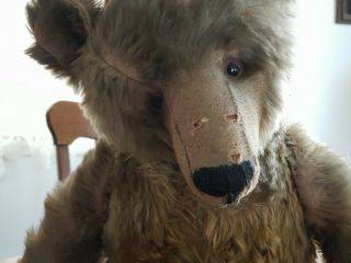 Antique steiff grizzly bear,  early 1900 ' s,  loved hard,  handmade overalls 6