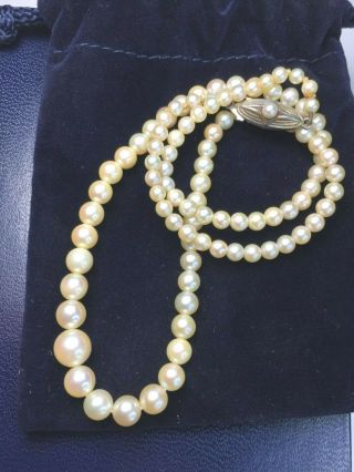 Elegant Ss Mikimoto Cultured Pearls Graduated Size Necklace.  16 - 7/8 " 13.  8gm.