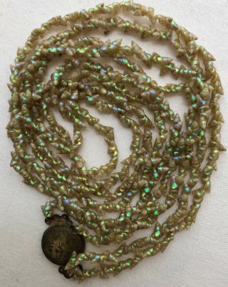 Antique Tasmanian Aboriginal Maireener Shell Necklace 2 Strand Iridescent Undyed