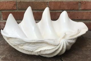Mid - Century Modern Vintage Glazed Natural Giant Clam Shell Nautical 17 " Long