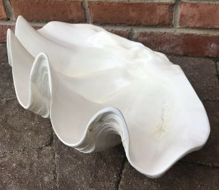 Mid - Century Modern Vintage Glazed Natural Giant Clam Shell Nautical 17 