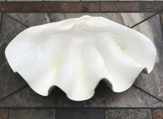 Mid - Century Modern Vintage Glazed Natural Giant Clam Shell Nautical 17 