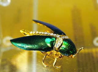 Estate Asian Natural Real Bug Beetle Insect Cicada Pin Brooch Safely Fine Rare