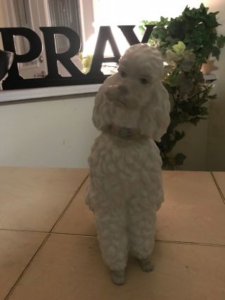 LLADRO POODLE 325.  13 OLD & VERY RARE DOG FAST $2800 3
