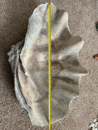 Rare Natural Giant Gigantic Clam Shell - Tridacna Gigas - 26”x16” 65.  5lbs