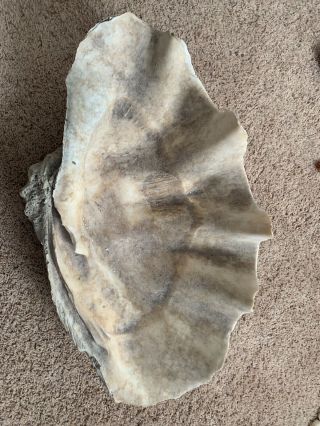 Rare Natural Giant Gigantic CLAM SHELL - Tridacna Gigas - 26”x16” 65.  5lbs 7