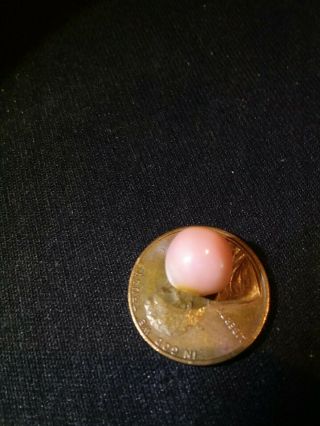 4.  75ct Pink Natural Bahamian Queen Conch Pearl Rare 4