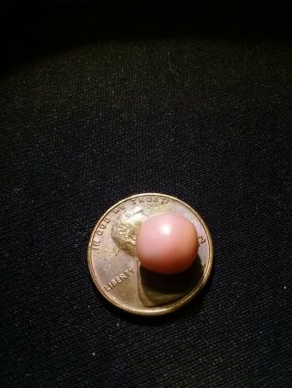 4.  75ct Pink Natural Bahamian Queen Conch Pearl Rare 6