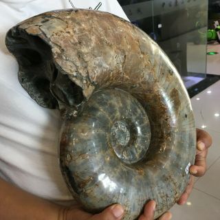 44,  Lb Rare Larger Conch Ammonite Fossil Specimen Healing Madagascar,  Stand
