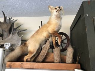 Vintage Fox Red Taxidermy Standing Mount