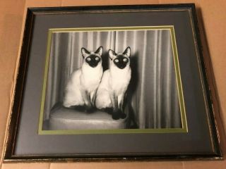 Black And White Vintage Framed Photograph Two Siamese Cats