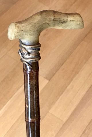 Vintage Antique 19c Walking Stick Cane Horn Handle Bamboo Shaft Snake Collar 35”