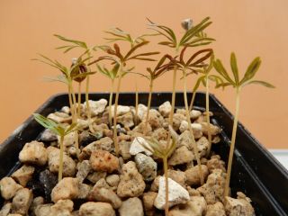 Boswellia socotrana 100 seeds - Succulent - Caudex - Rare - Socotra 2