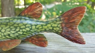 Pickerel Fish Decoy carved by Harley Ragan - Spearing Lure 7