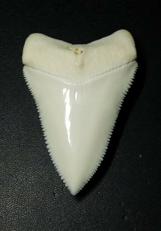 Great White Shark Tooth 2.  443 Huge Rare Upper Primary Tooth/ Modern