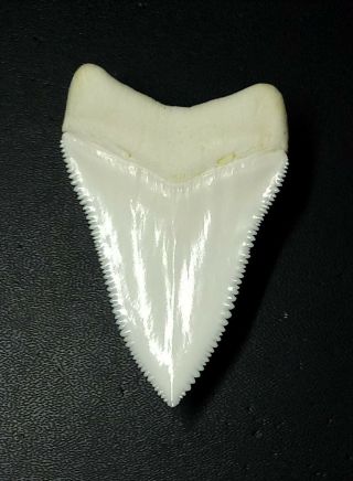 GREAT WHITE SHARK TOOTH 2.  443 HUGE RARE UPPER PRIMARY TOOTH/ MODERN 2