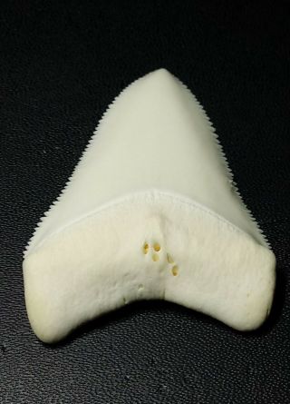 GREAT WHITE SHARK TOOTH 2.  443 HUGE RARE UPPER PRIMARY TOOTH/ MODERN 3