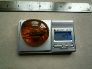 Large Baltic Amber Fossil With Insect Inside Extremely Rare 10
