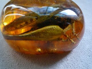 Large Baltic Amber Fossil With Insect Inside Extremely Rare 11